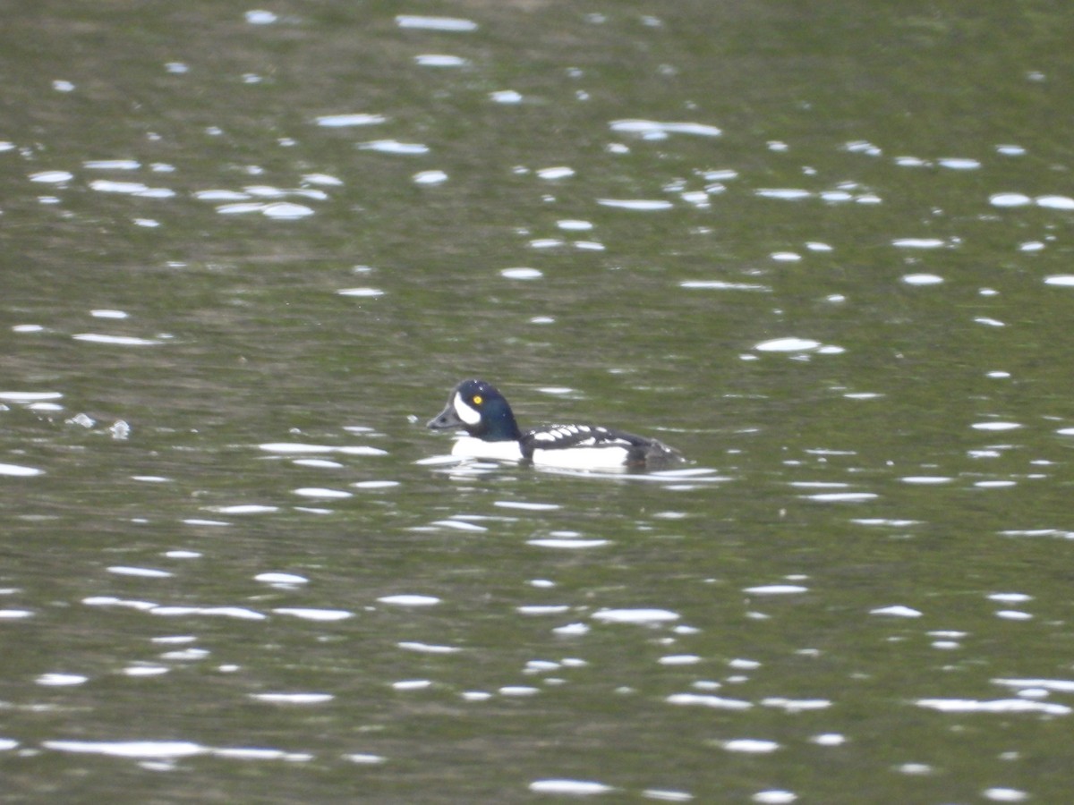 Barrow's Goldeneye - ML619033708