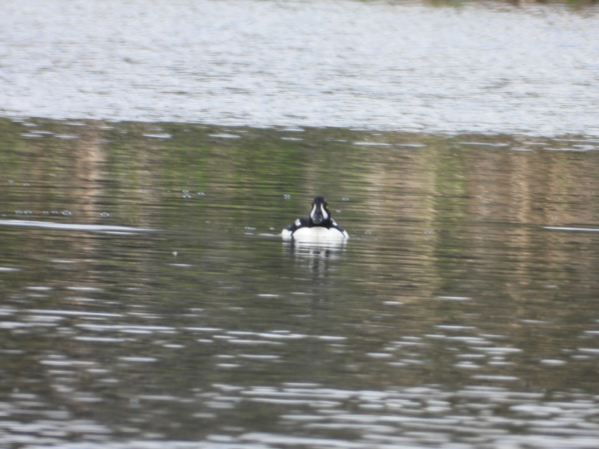 Barrow's Goldeneye - ML619033711