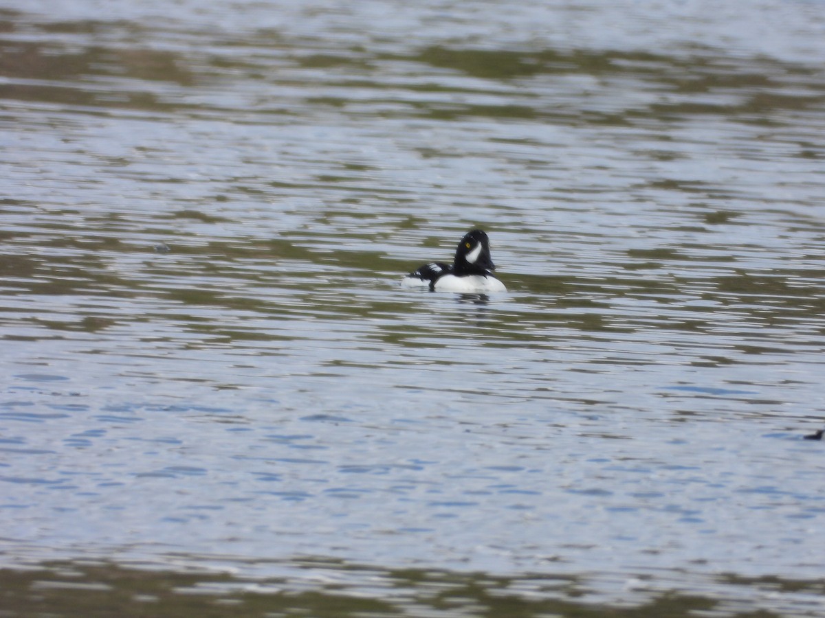 Barrow's Goldeneye - ML619033712