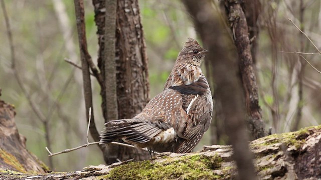 Ruffed Grouse - ML619033725