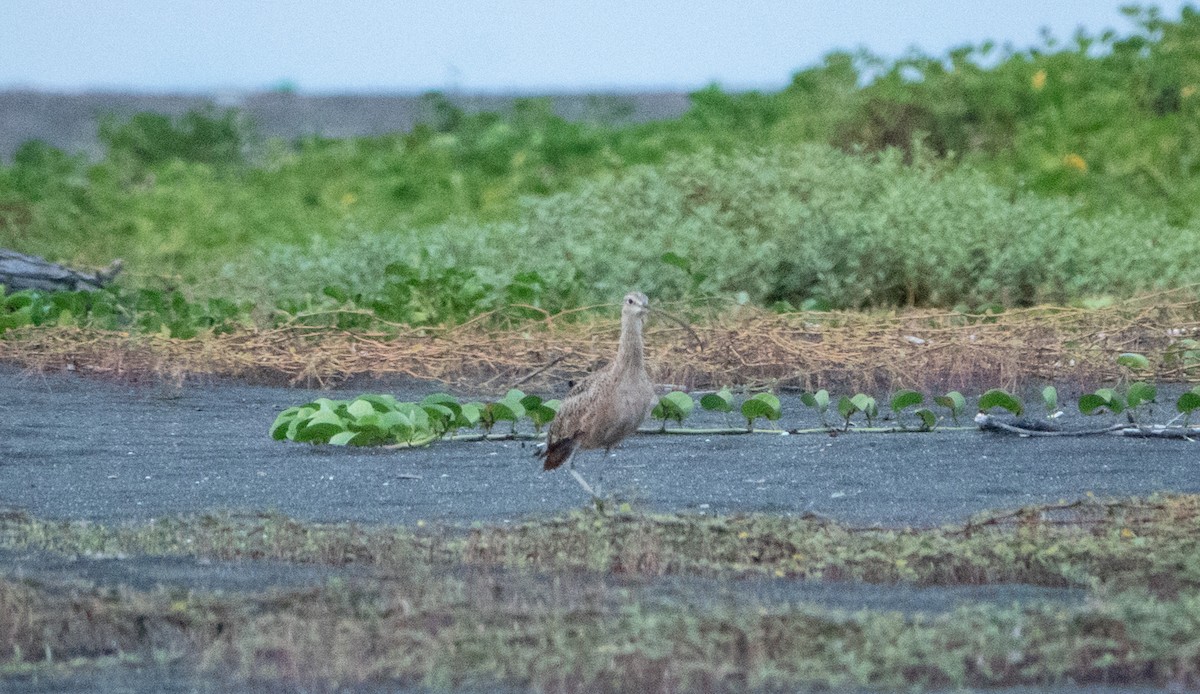 Rostbrachvogel - ML619033739