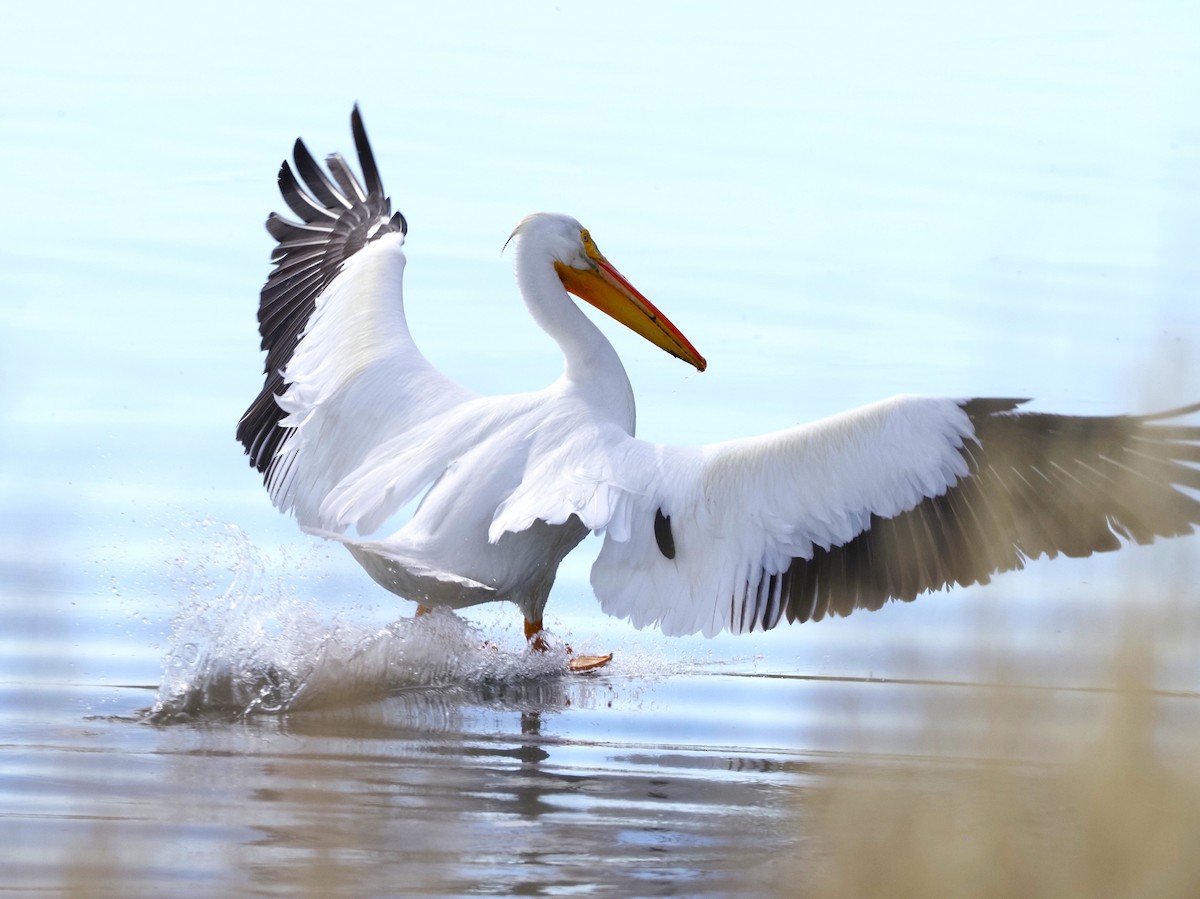 American White Pelican - John Bruder