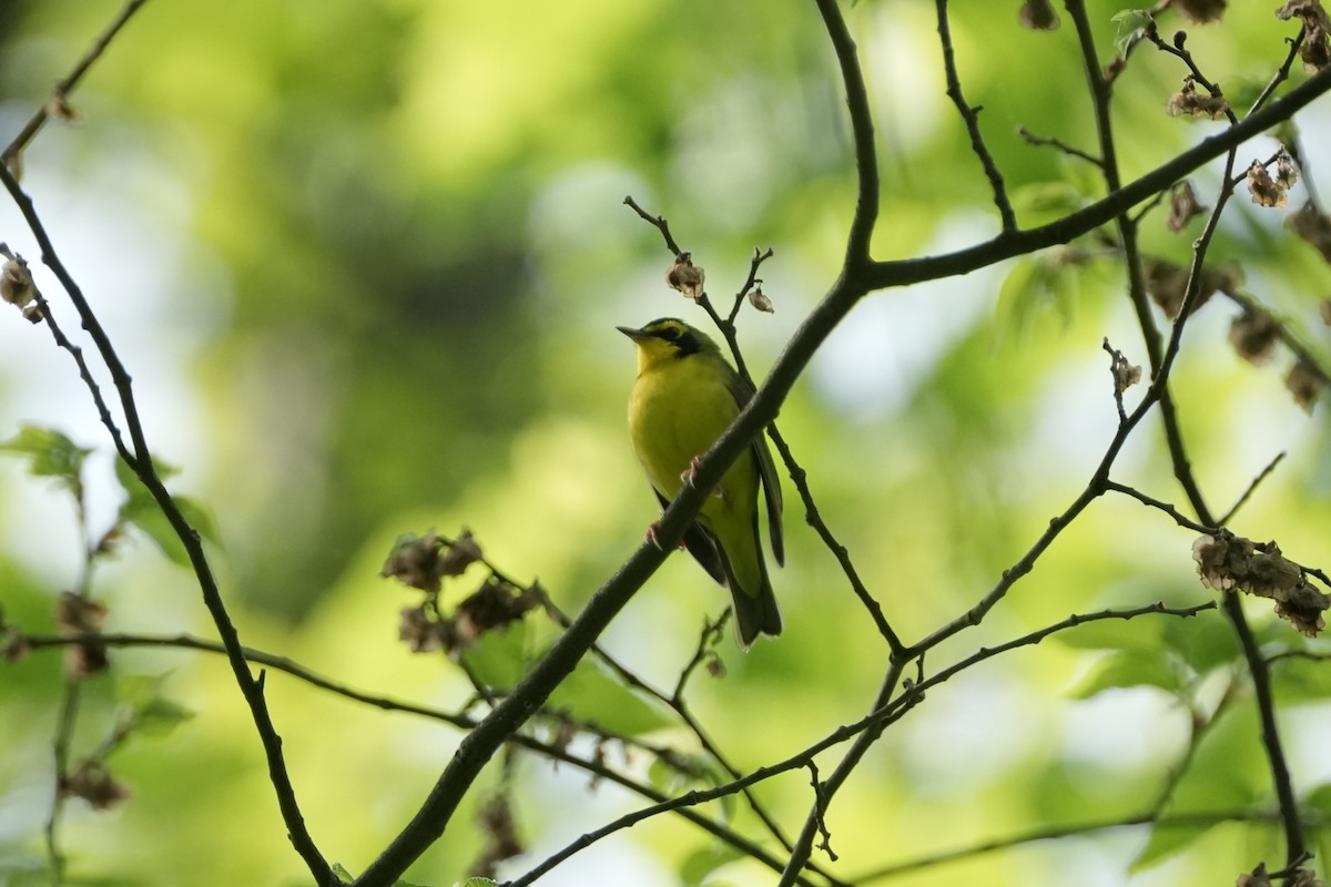 Kentucky Warbler - Matt Myers