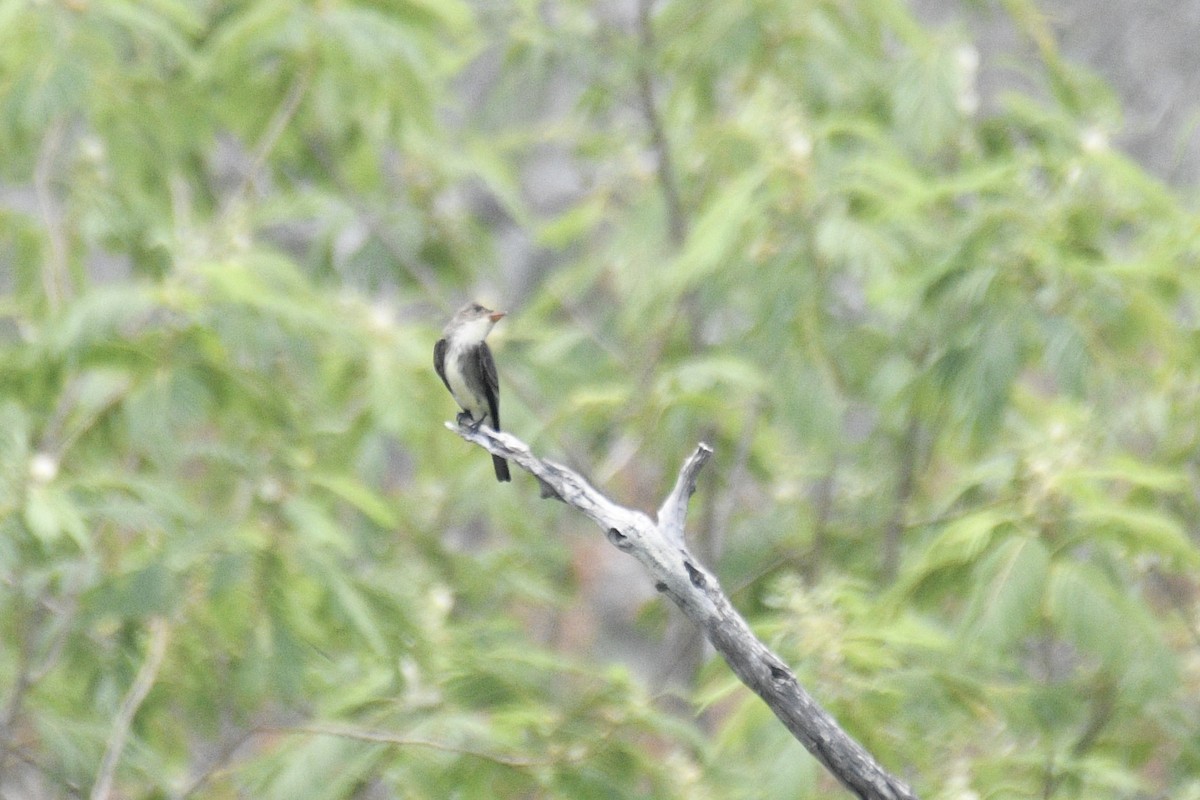 Olive-sided Flycatcher - Will Brooks