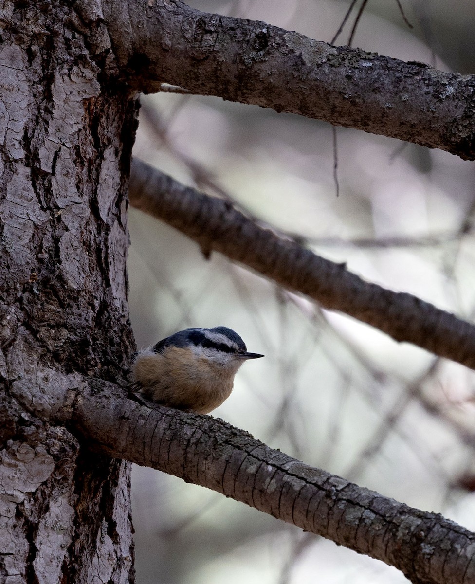 Red-breasted Nuthatch - Alicia MacLeay