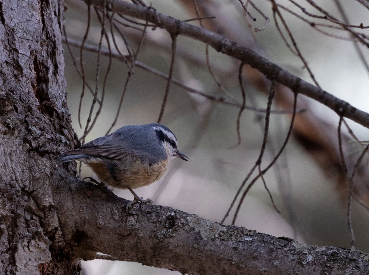 Red-breasted Nuthatch - Alicia MacLeay