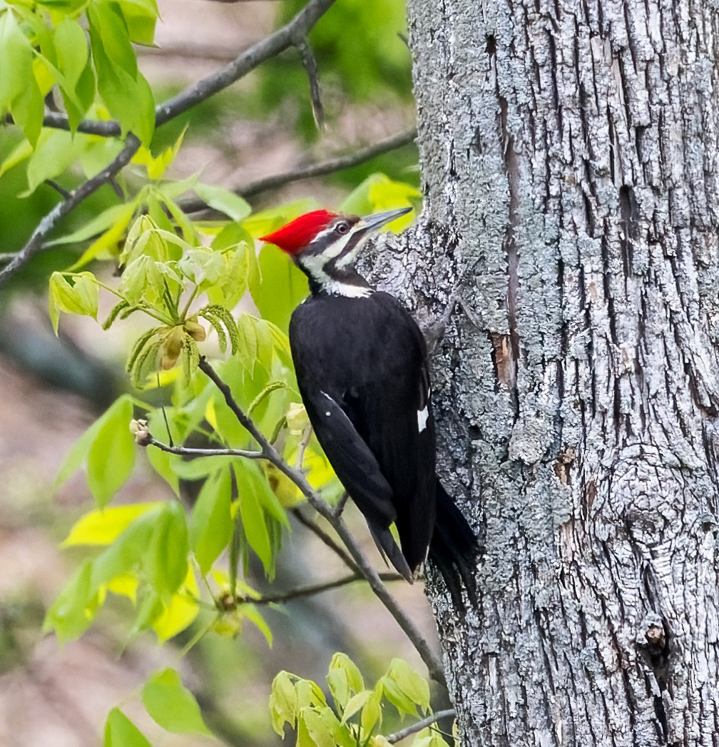 Pileated Woodpecker - ML619033779