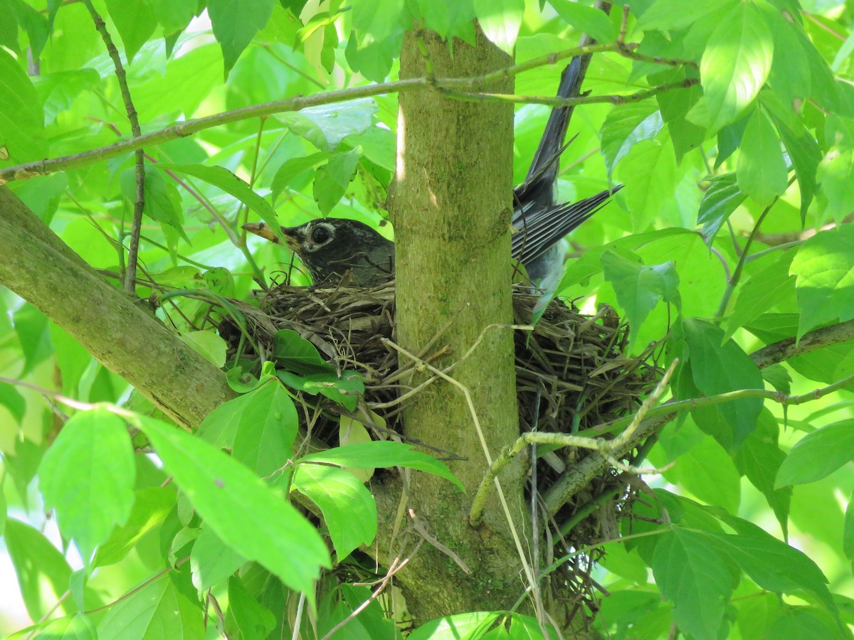 American Robin - Anonymous