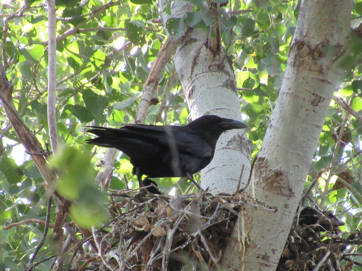 Common Raven - ML619033783