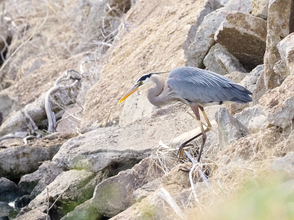 Great Blue Heron - ML619033787