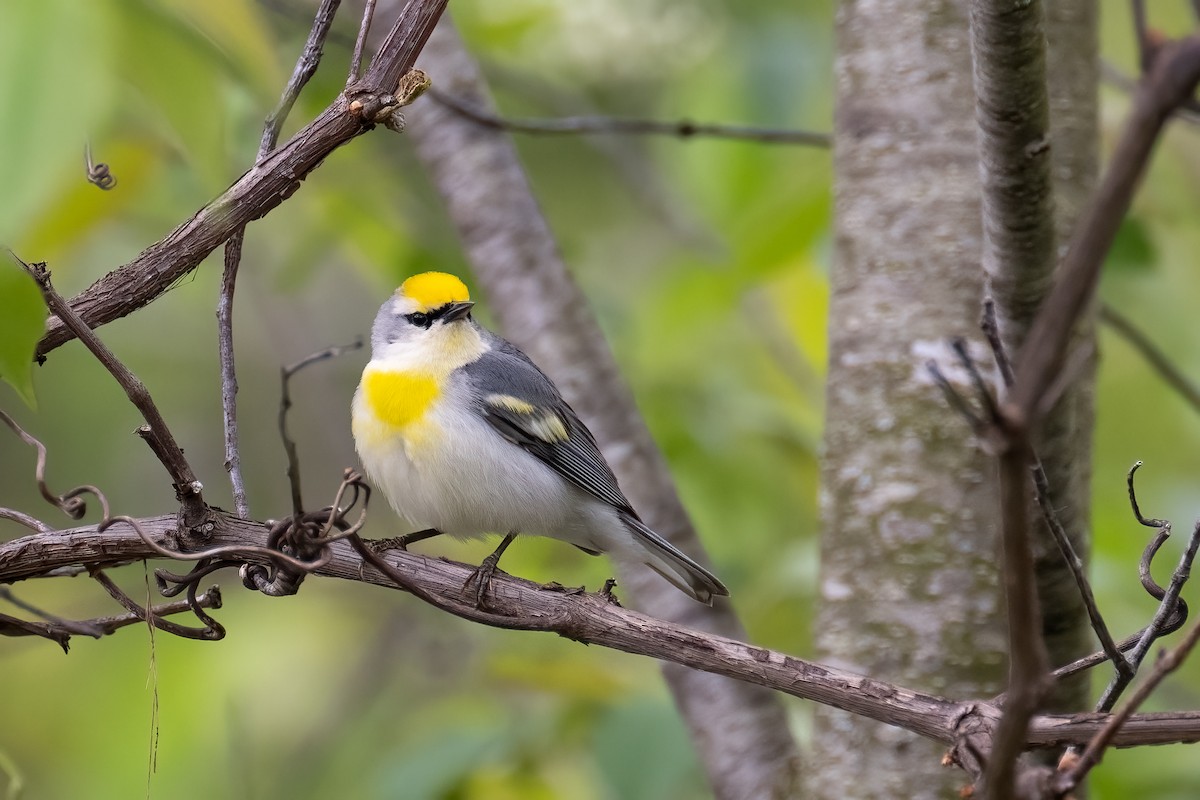 Brewster's Warbler (hybrid) - ML619033811