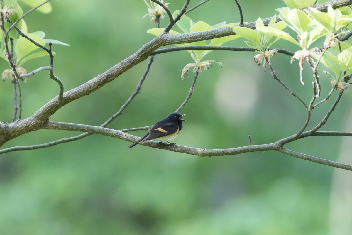 American Redstart - Matt Myers