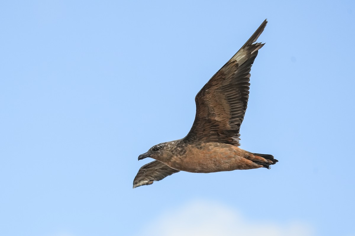 Chilean Skua - ML619033829