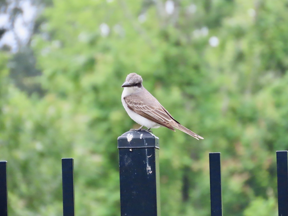 Gray Kingbird - Craig Watson