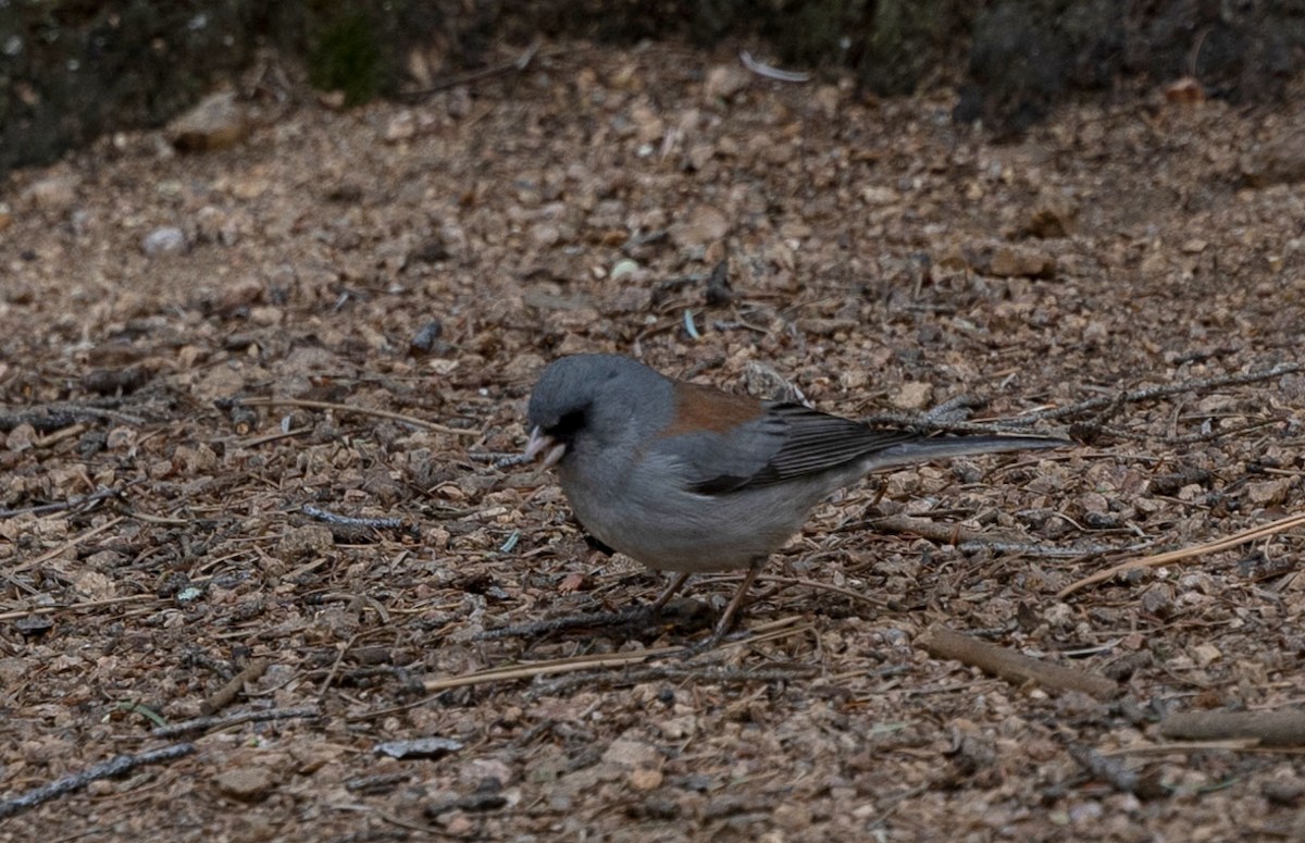 Dark-eyed Junco (Gray-headed) - ML619033866