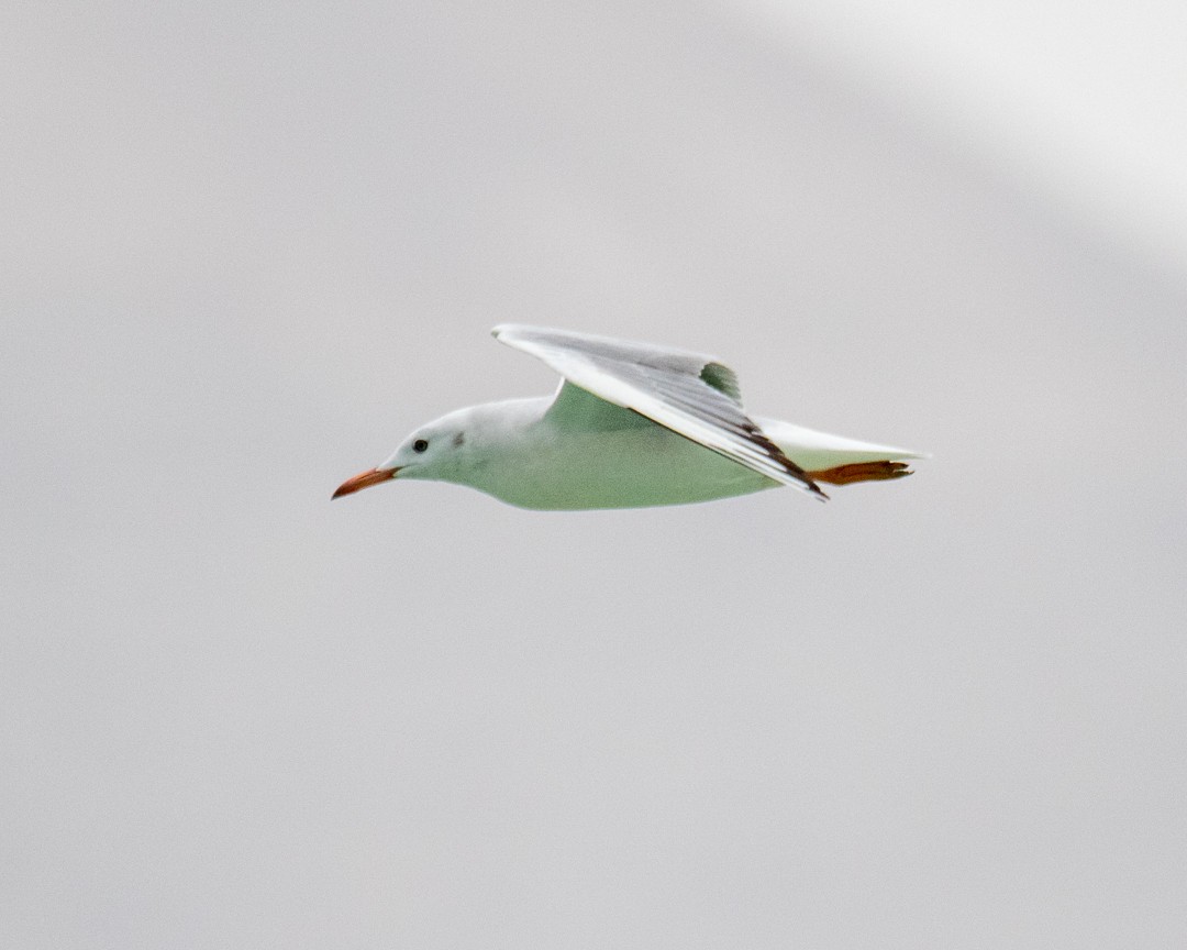 Slender-billed Gull - Hassan Rokni