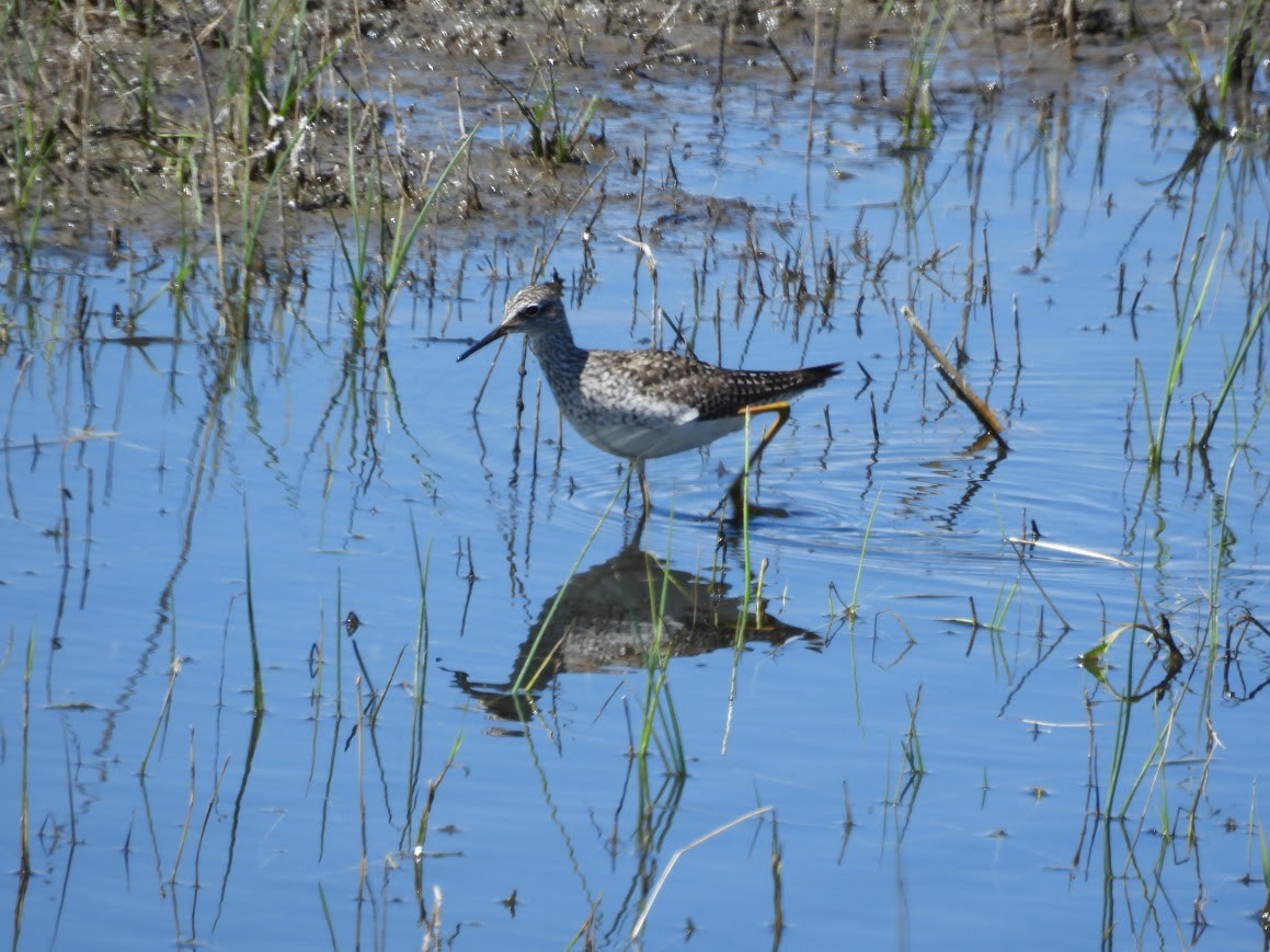 Lesser Yellowlegs - ML619033928