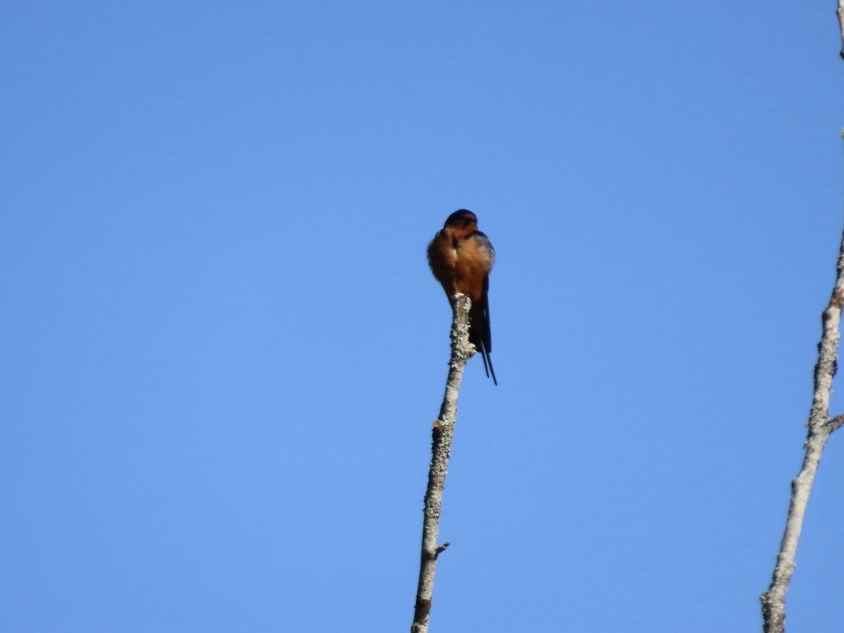 Barn Swallow - George Gerdts