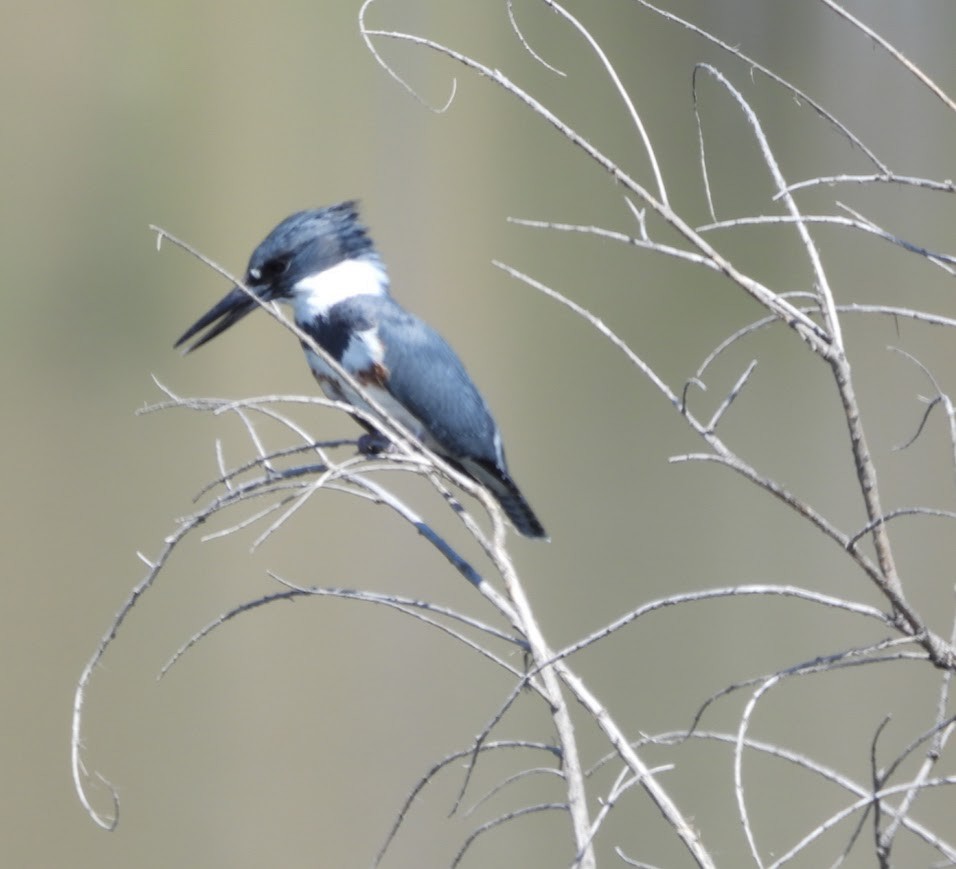 Belted Kingfisher - John Gulley