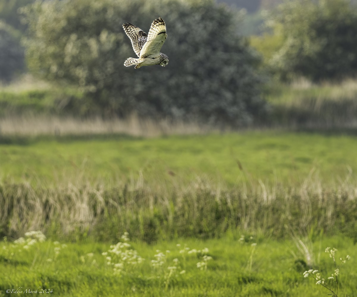 Short-eared Owl - Eddie Marsh