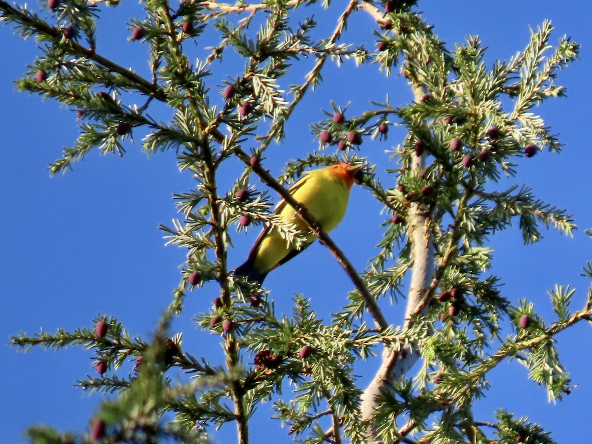 Western Tanager - George Gerdts