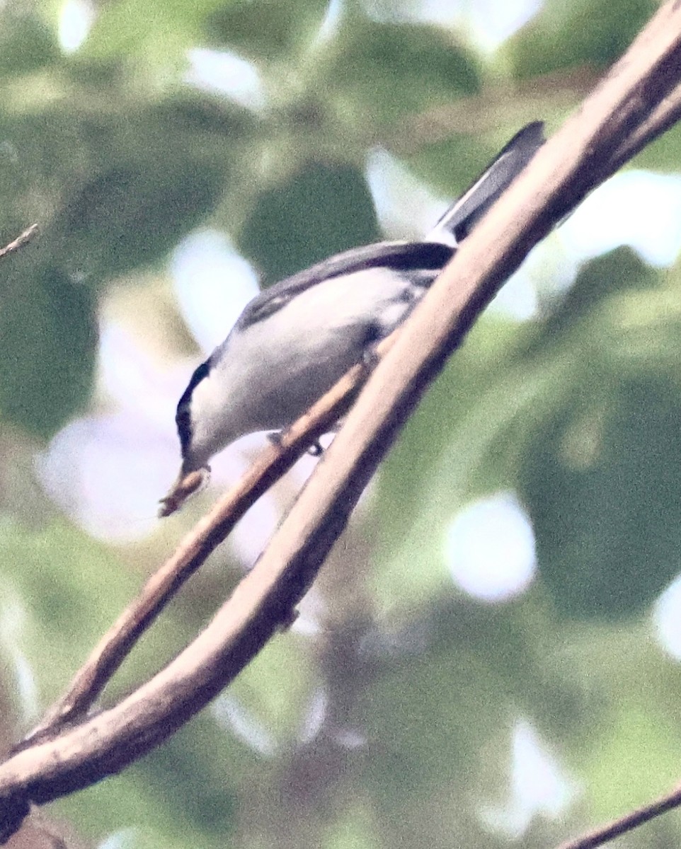 White-lored Gnatcatcher - Debbie Crowley