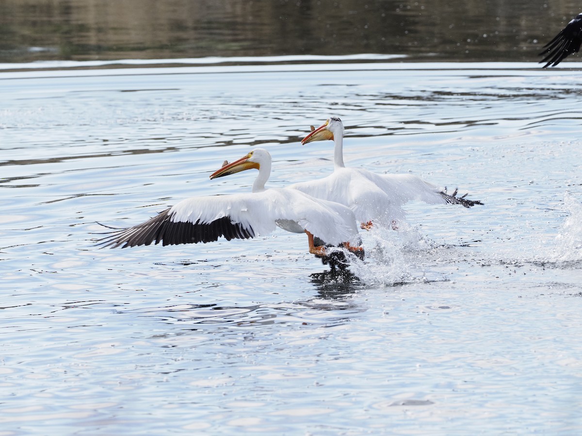 American White Pelican - John Bruder