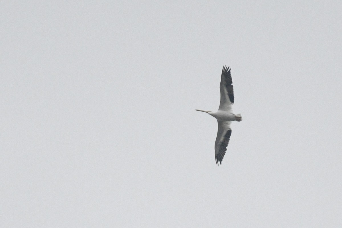 American White Pelican - ML619033982