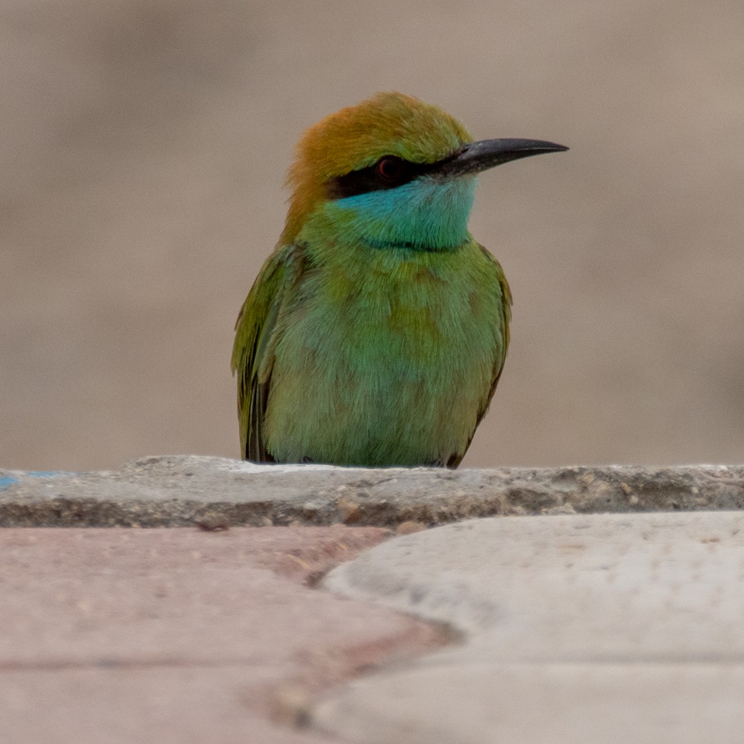 Blue-cheeked Bee-eater - Hassan Rokni
