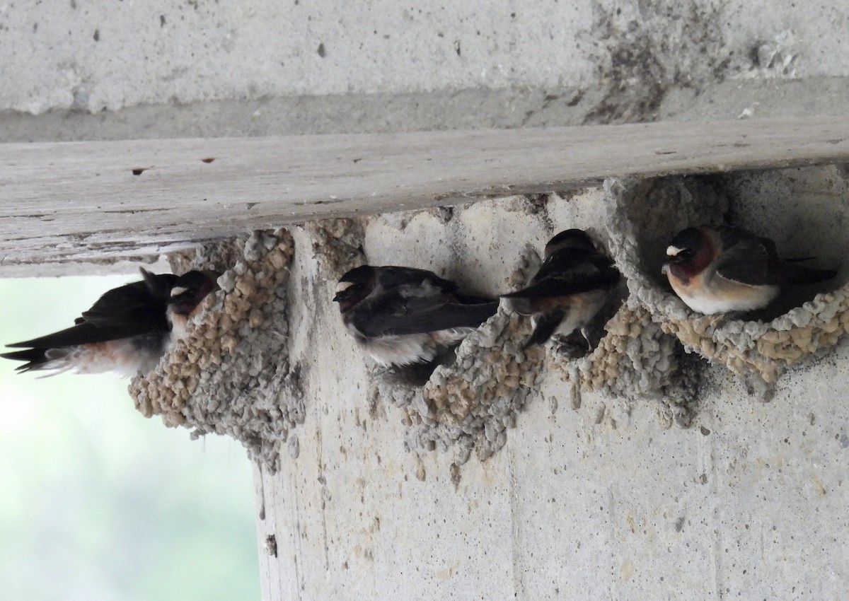 Cliff Swallow - ML619034021