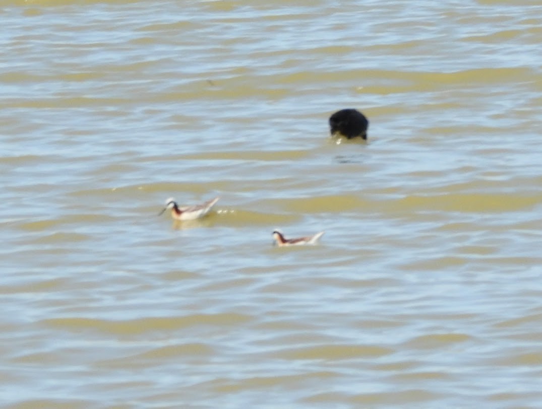 Wilson's Phalarope - John Gulley