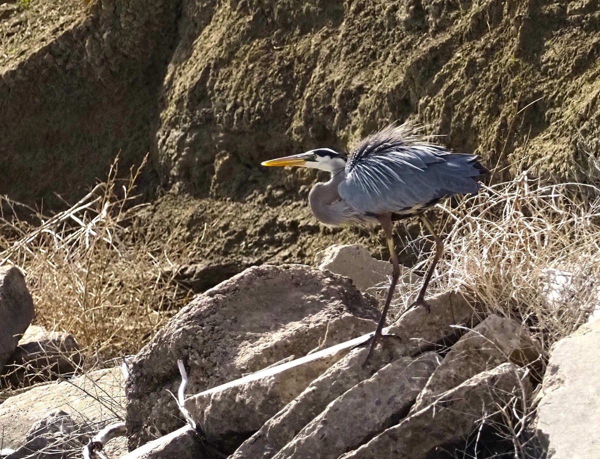 Great Blue Heron - ML619034032