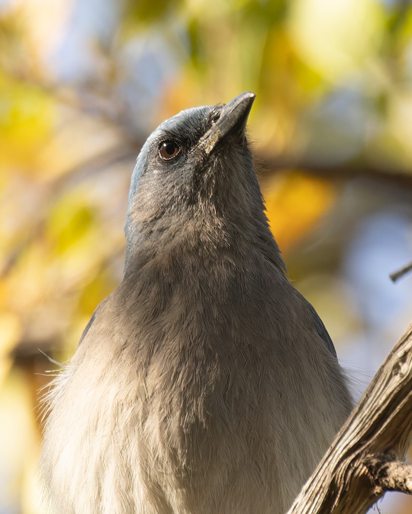 Mexican Jay - manuel grosselet