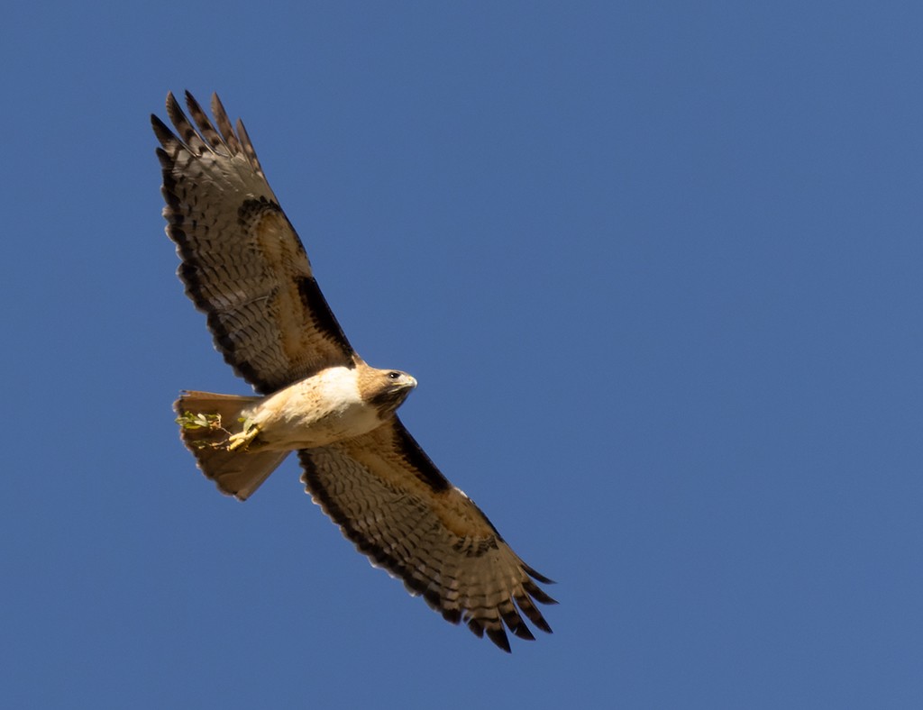 Red-tailed Hawk - manuel grosselet