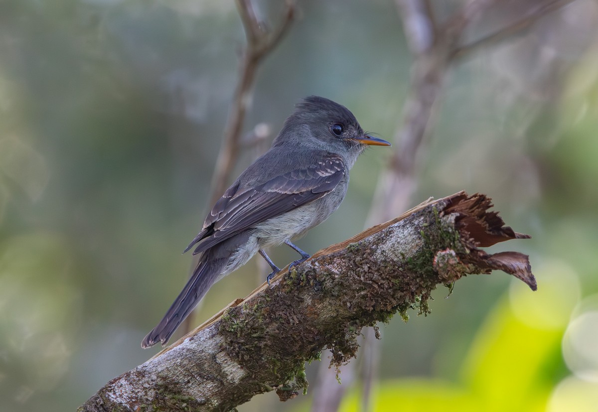 Southern Tropical Pewee - Helder Lotto