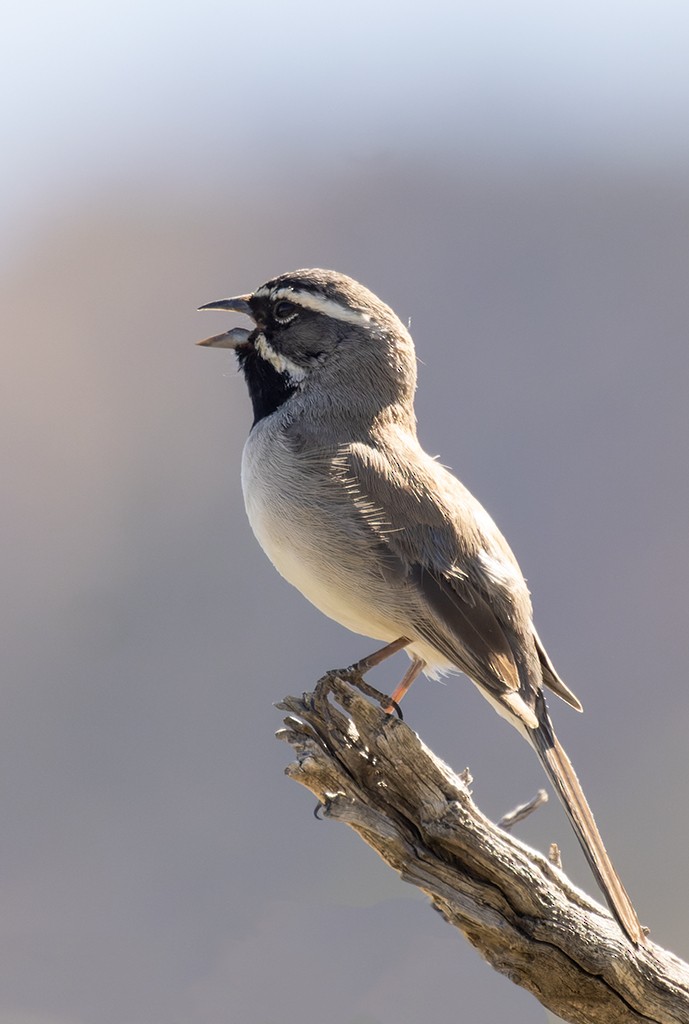 Black-throated Sparrow - manuel grosselet