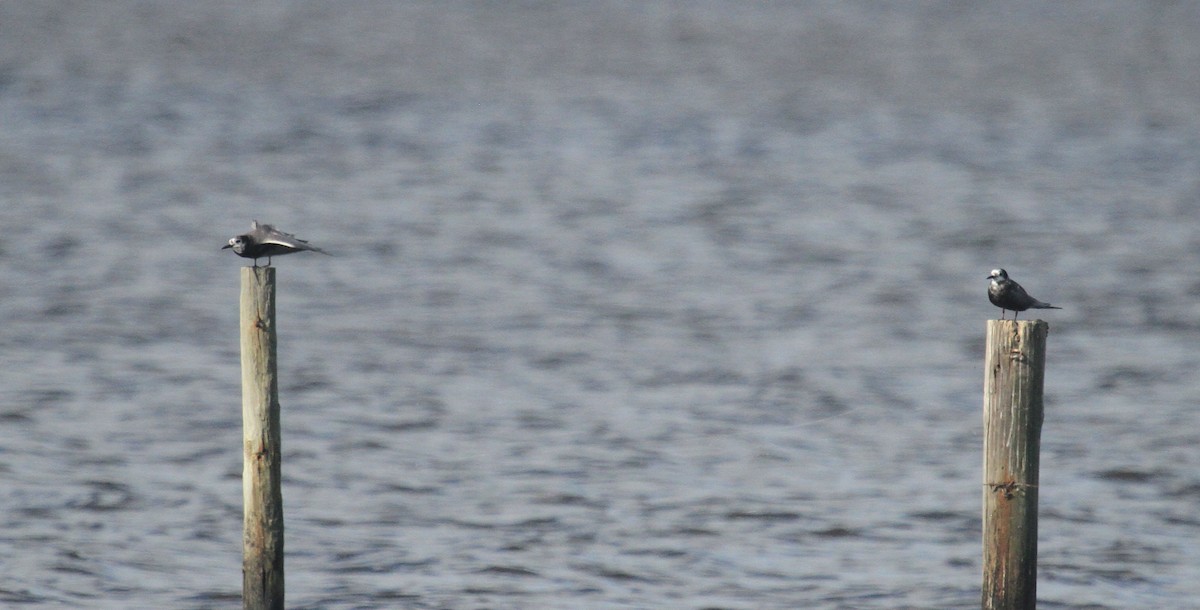 Black Tern - ML619034064