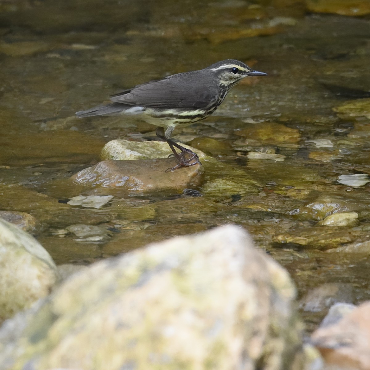 Northern Waterthrush - Laura  Wolf