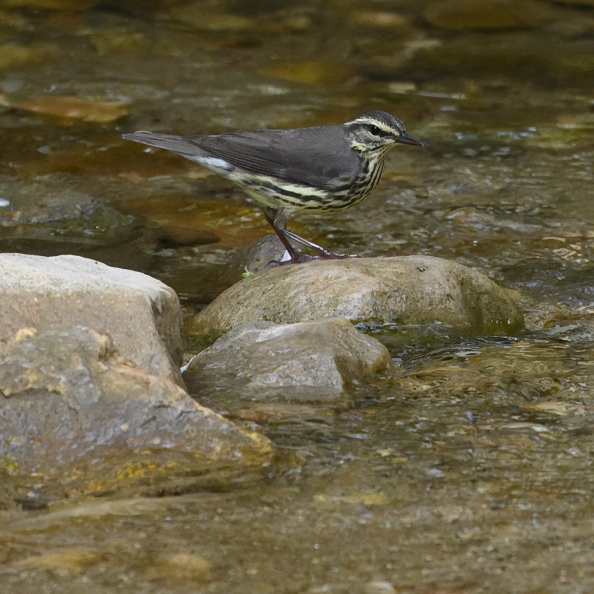 Northern Waterthrush - Laura  Wolf