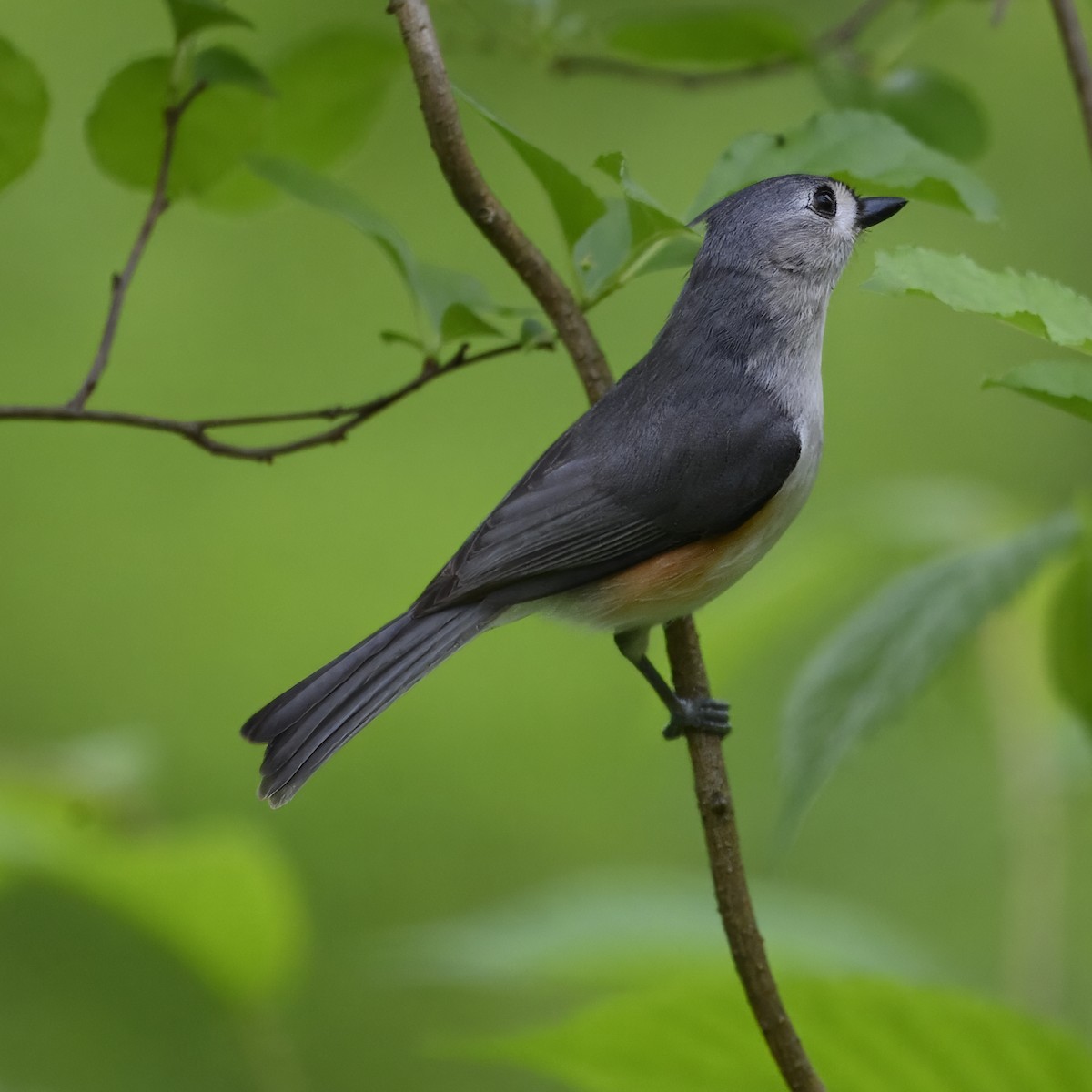 Tufted Titmouse - Laura  Wolf