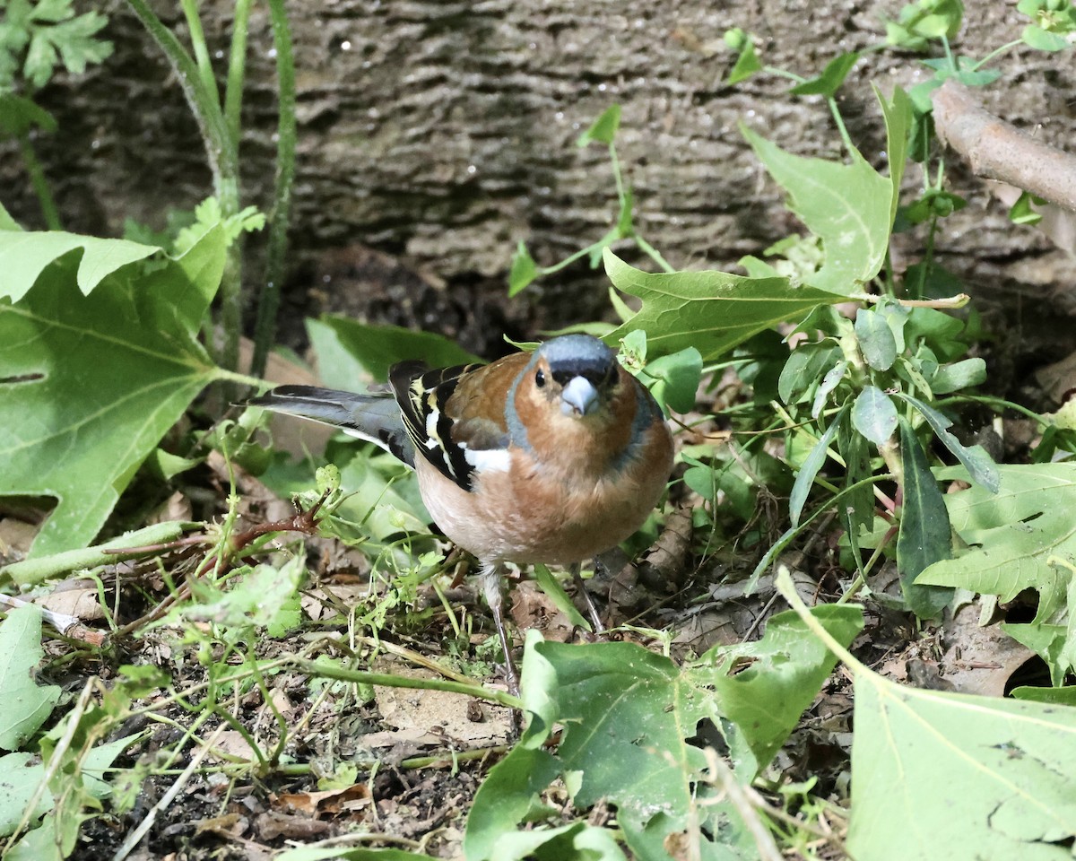 Common Chaffinch - Sam Shaw