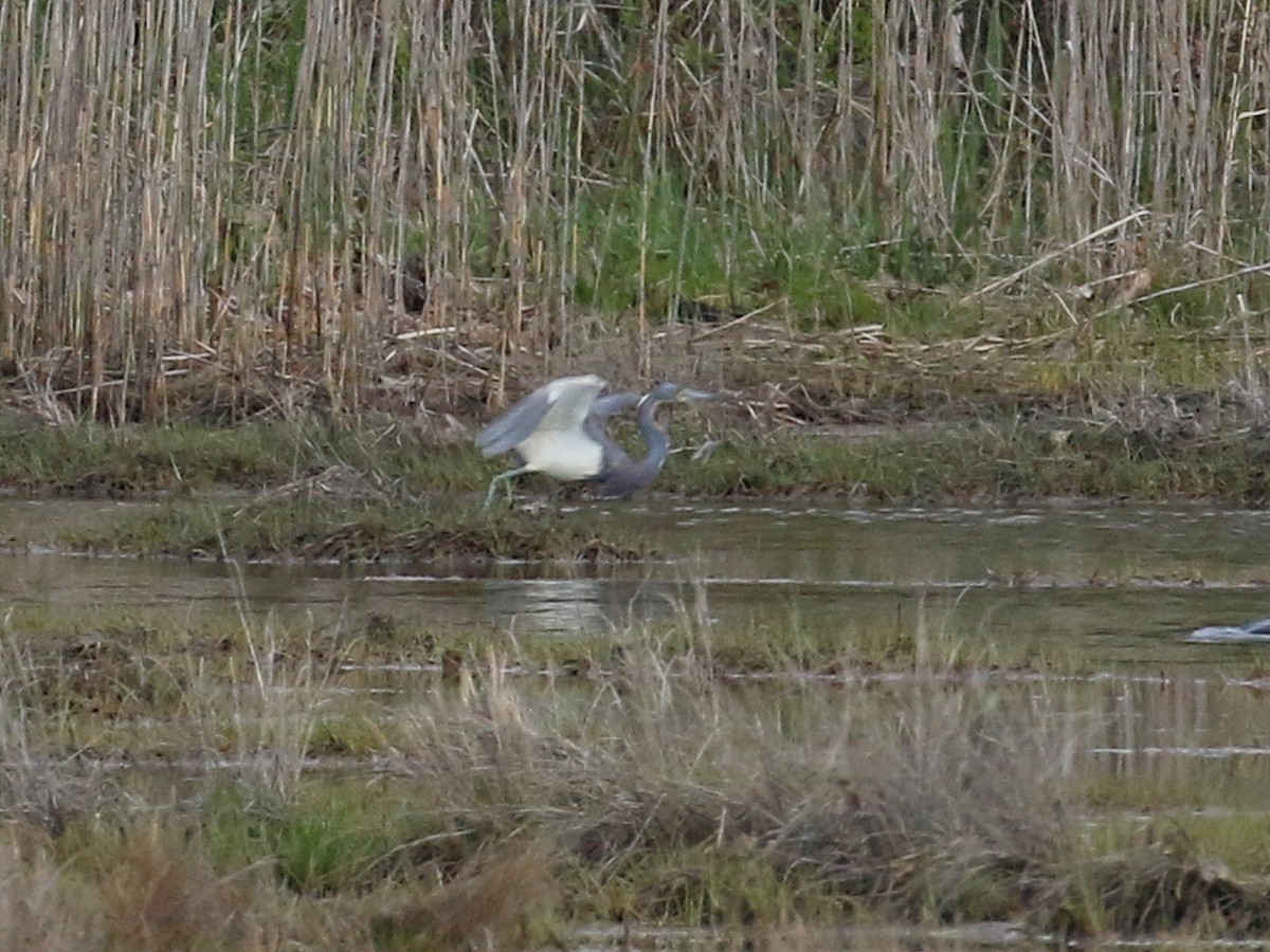 Tricolored Heron - ML619034149