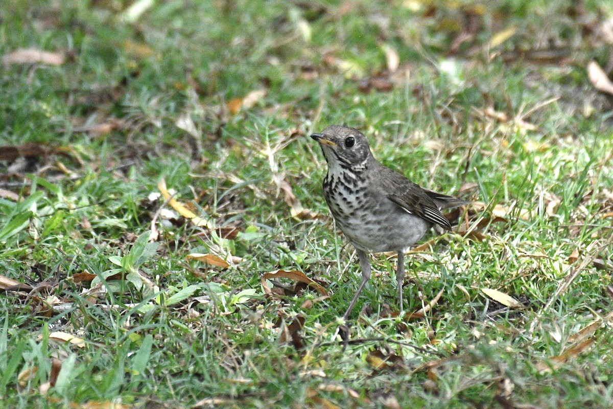 Gray-cheeked Thrush - Will Brooks