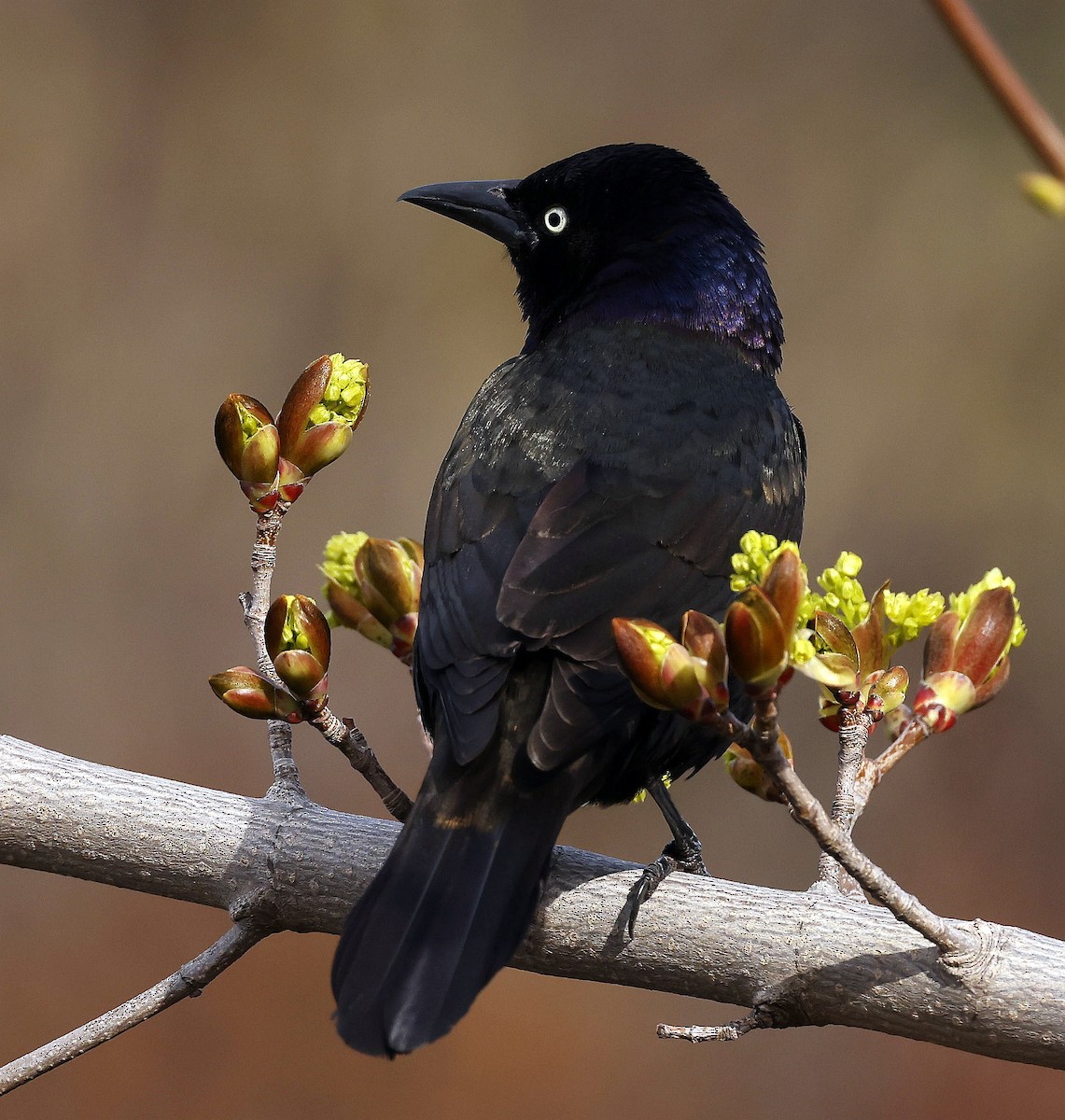 Common Grackle - Charles Fitzpatrick