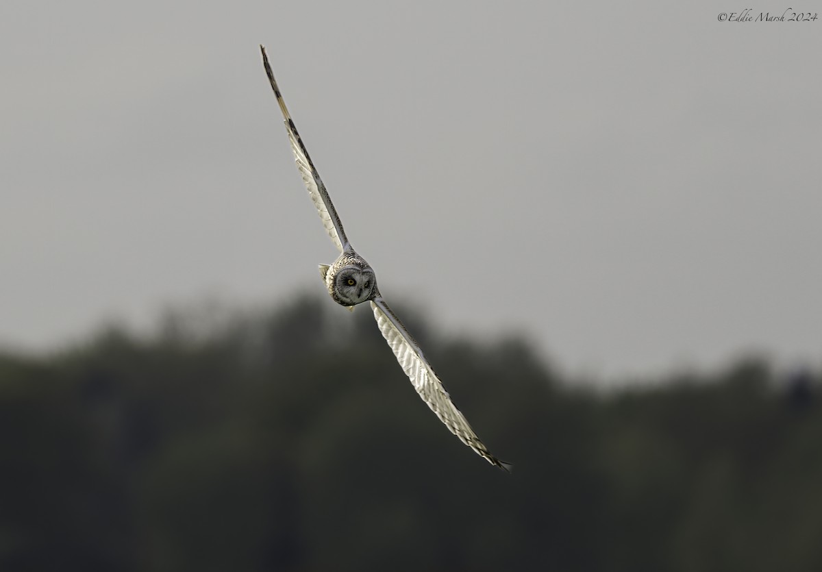 Short-eared Owl - ML619034170