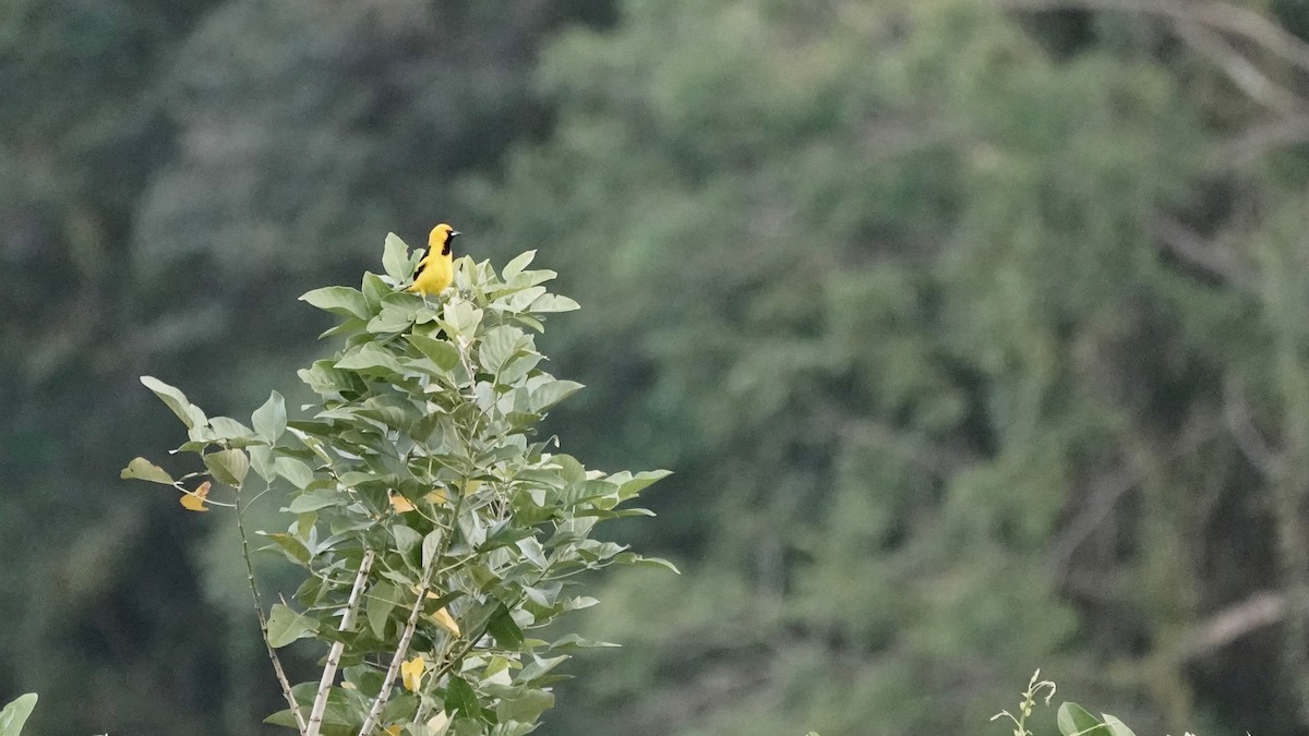 Yellow-tailed Oriole - Indira Thirkannad