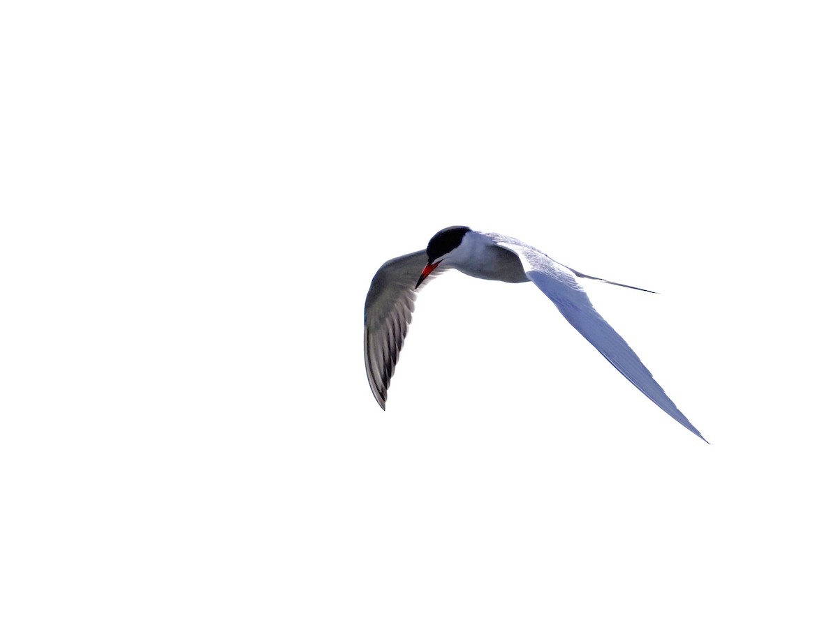 Forster's Tern - John Bruder