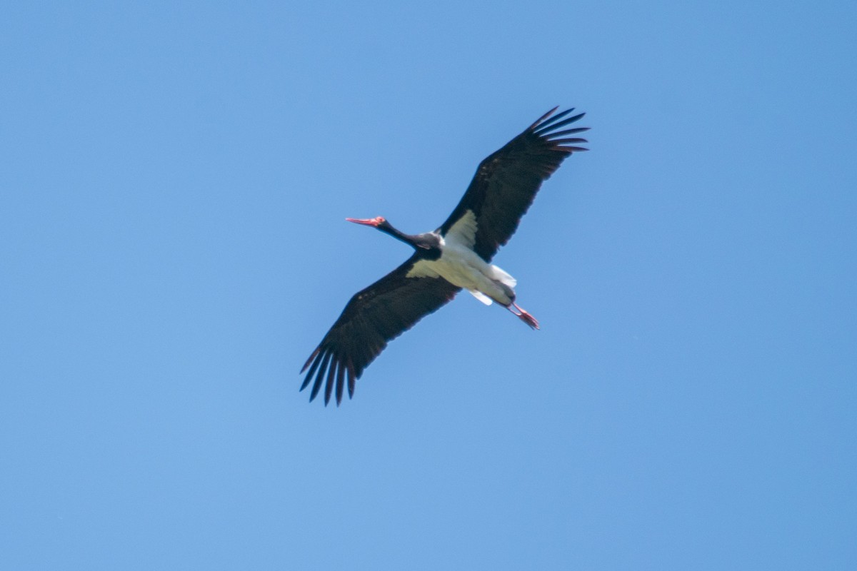 Black Stork - Galia Veleva