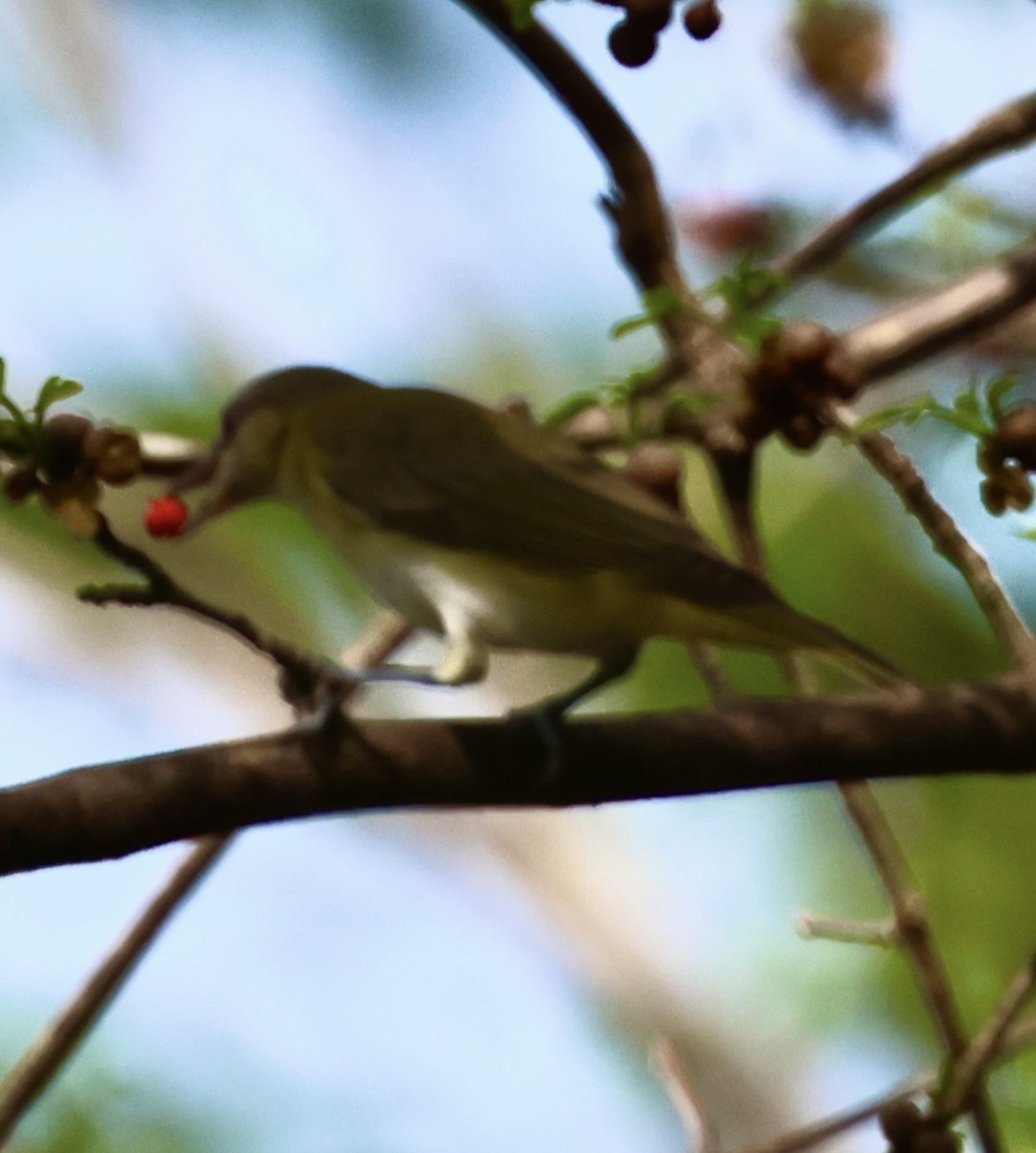 Yellow-green Vireo - ML619034202