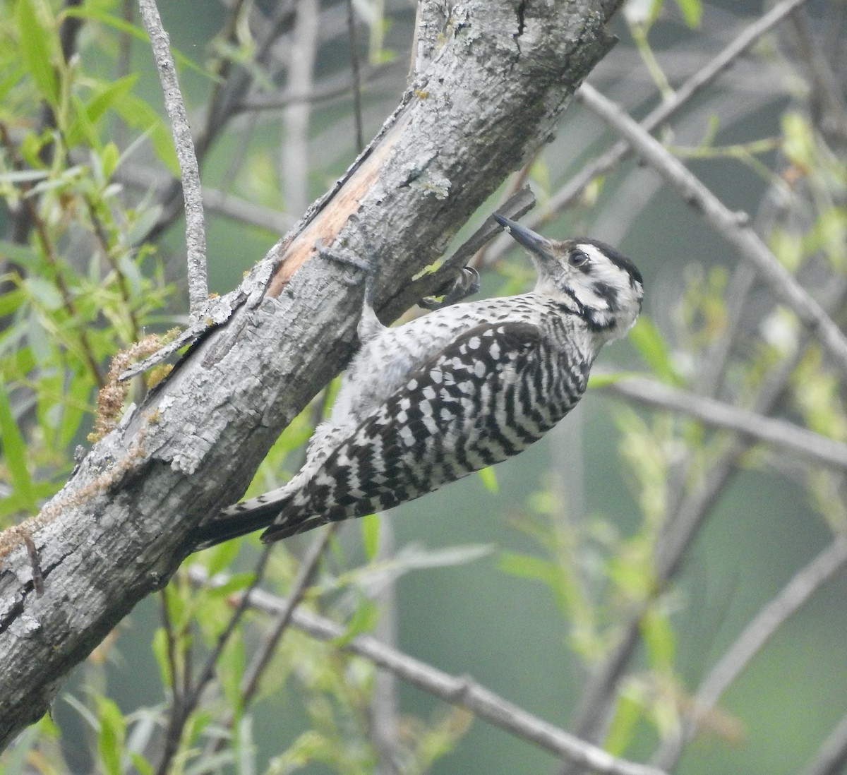 Ladder-backed Woodpecker - Suzette Stitely